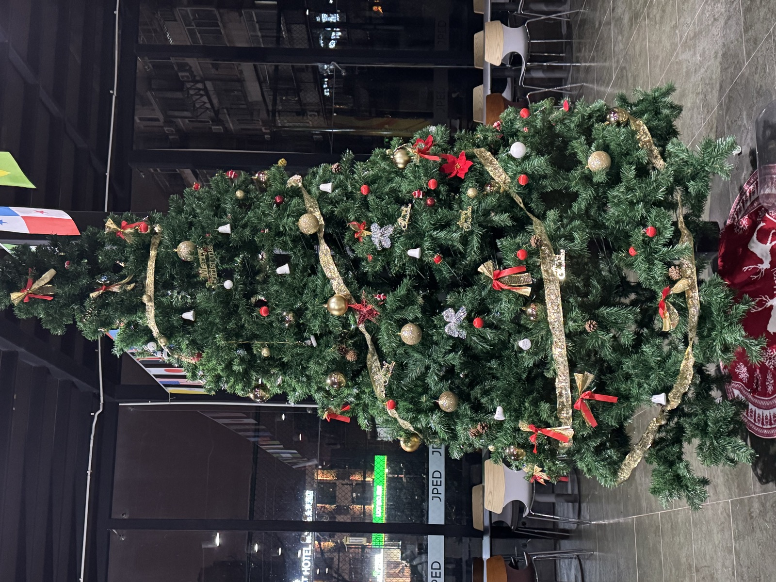 Preparing the school Christmas tree